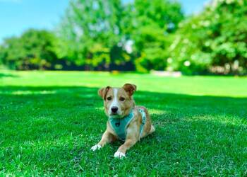 Bonnie aka Nova -  Mixed Breed Dog for Adoption in Macon, Georgia - Bonnie Aka Nova | PetCurious