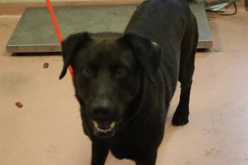 OTTO -  Mixed Breed Dog for Adoption in Columbia, South Carolina - OTTO | PetCurious