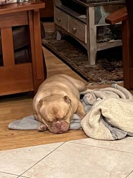 American Staffordshire Terrier Dogs Available for Adoption - Jigs | PetCurious