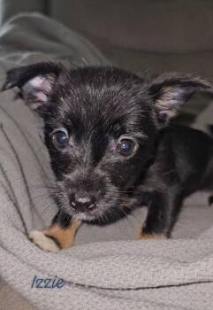 Mixed Breed Dogs Available for Adoption in Taycheedah, Wisconsin - Izzie | PetCurious