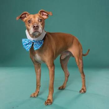 Rupert -  Terrier and Mixed Breed Dog for Adoption in Atlanta, Georgia - Rupert | PetCurious