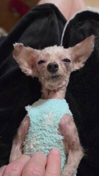 Poodle Dogs Available for Adoption in Waterloo, Illinois - Tom Thumb | PetCurious