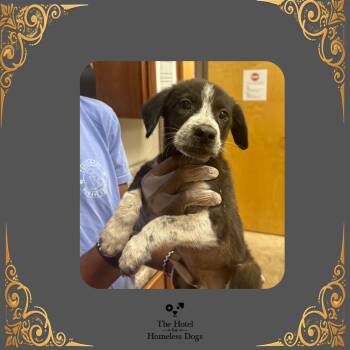Alfie -  Cattle Dog and Mixed Breed Dog for Adoption in Cumberland, Rhode Island - Alfie | PetCurious