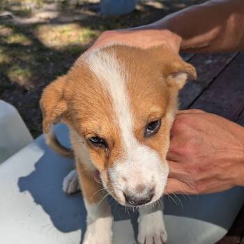 Rescue Mixed Breed and Border Collie Dogs for Adoption in Williston, Florida - Juniper Prev Brownie | PetCurious