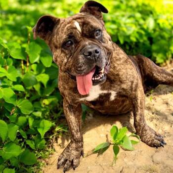 American Bulldog and Mixed Breed Dogs Available for Adoption - Rachel | PetCurious
