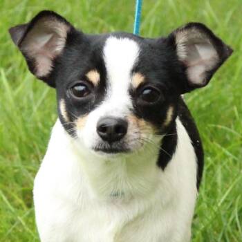 Zach -  Chihuahua Dog for Adoption in Eaton, Ohio - Zach | PetCurious