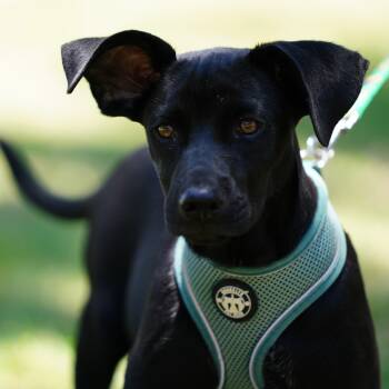 Anton -  Black Labrador Retriever Dog for Adoption in Santa Ana, California - Anton | PetCurious