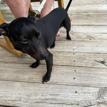 Remy -  Miniature Pinscher and Dachshund Dog for Adoption in New Orleans, Louisiana - Remy | PetCurious