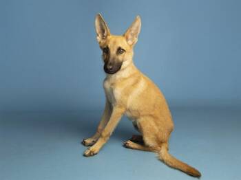 RADAR -  German Shepherd Dog and Mixed Breed Dog for Adoption in Phoenix, Arizona - RADAR | PetCurious