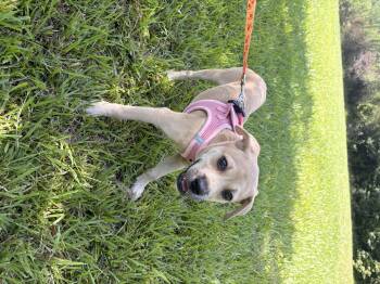 Marina -  Hound and Beagle Dog for Adoption in Winnabow, North Carolina - Marina | PetCurious