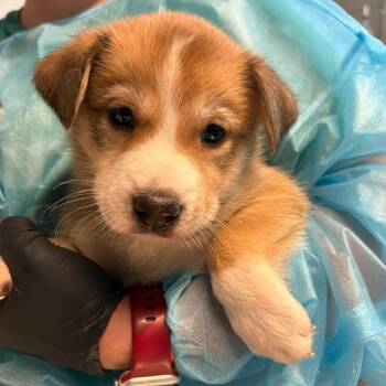 Honey -  Mixed Breed Dog for Adoption in Huntington, West Virginia - Honey | PetCurious