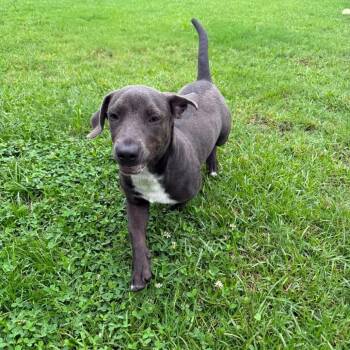 Baby Ruth -  Dachshund and Mixed Breed Dog for Adoption in Savannah, Georgia - Baby Ruth | PetCurious