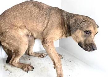 Labrador Retriever and Mixed Breed Dogs Available for Adoption in Houston, Texas - ELLIE JR | PetCurious