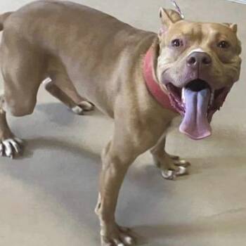 Pit Bull Terrier and Labrador Retriever Dogs Available for Adoption - Huncho | PetCurious