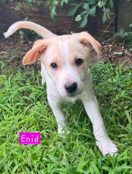 Enid (female) -  Husky Dog for Adoption in Alexander, Arkansas - Enid (female) | PetCurious
