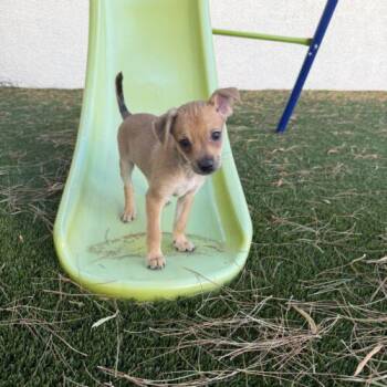 Ferrari -  Chihuahua Dog for Adoption in Henderson, Nevada - Ferrari | PetCurious