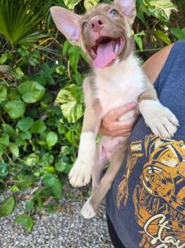 Husky and Eskimo Dog Dogs Available for Adoption in Miami, Florida - Darcy | PetCurious