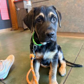 Beth -  German Shepherd Dog and Cane Corso Dog for Adoption in Cheyenne, Wyoming - Beth | PetCurious