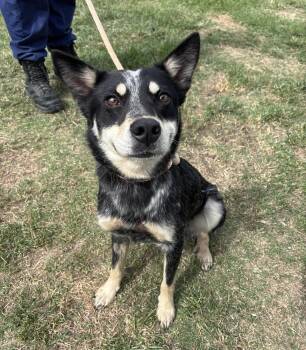 Australian Cattle Dog Blue Heeler Dogs Available for Adoption in Stillwater, Oklahoma - Prescott | PetCurious
