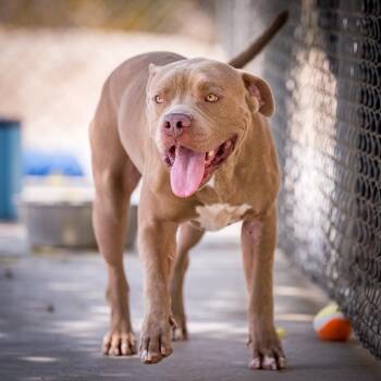 Bling -  Pit Bull Terrier Dog for Adoption in Twentynine Palms, California - Bling | PetCurious