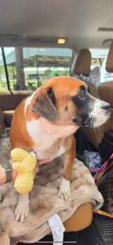 Tyson -  Boxer Dog for Adoption in Livingston, Texas - Tyson | PetCurious
