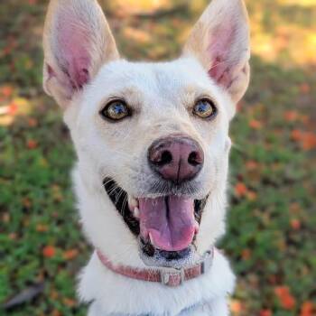 Nuba -  Mixed Breed Dog for Adoption in North Vancouver, British Columbia - Nuba | PetCurious
