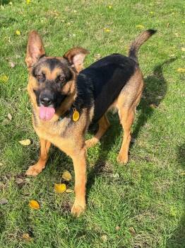 Rescue German Shepherd Dog Dogs for Adoption in Seattle, Washington - Kari | PetCurious