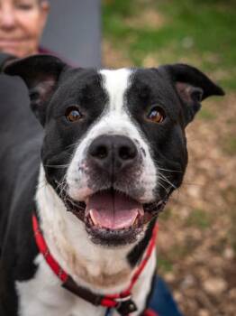 Mixed Breed Dogs Available for Adoption in Chamblee, Georgia - Rufus | PetCurious