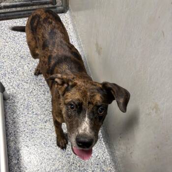 Moose Tracks -  Mixed Breed Dog for Adoption in Greenville, South Carolina - Moose Tracks | PetCurious