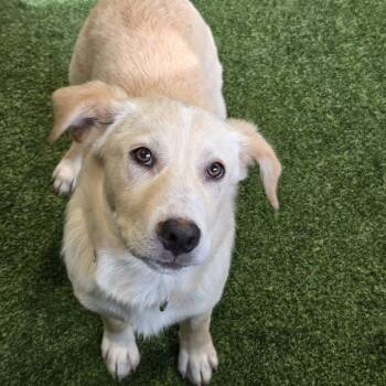 Labrador Retriever Dogs Available for Adoption - Tonka Roo | PetCurious