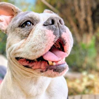 Raja -  American Bulldog Dog for Adoption in Oakland, California - Raja | PetCurious