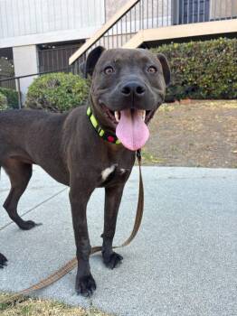 Reina -  Pit Bull Terrier Dog for Adoption in Los Angeles, California - Reina | PetCurious