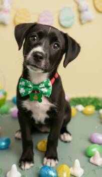 Mixed Breed Dogs Available for Adoption - Pipper | PetCurious