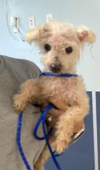 Maltese and Mixed Breed Dogs Available for Adoption in Doral, Florida - MAY | PetCurious