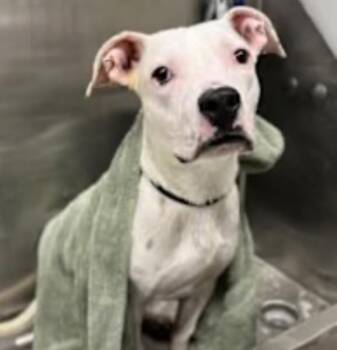 Pit Bull Terrier Dogs Available for Adoption - BOLT | PetCurious