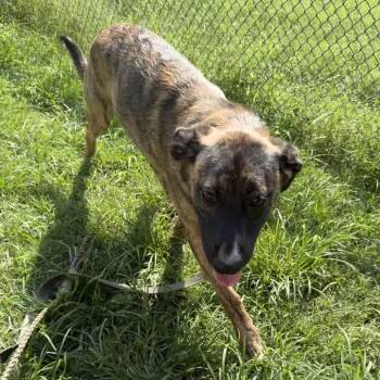 Razzmatazz -  Boxer and Mixed Breed Dog for Adoption in Austin, Texas - Razzmatazz | PetCurious