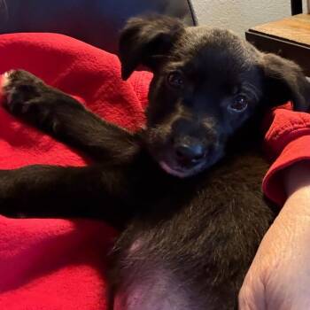 Labrador Retriever Dogs Available for Adoption in Normal, Illinois - Baloo | PetCurious