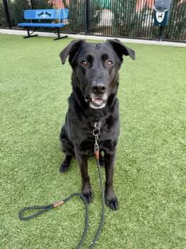 Shadow -  Labrador Retriever and Mixed Breed Dog for Adoption in Roseville, California - Shadow | PetCurious