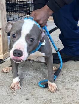 RITA -  Pit Bull Terrier Dog for Adoption - RITA | PetCurious