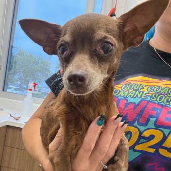 Flower -  Chihuahua and Mixed Breed Dog for Adoption in Corpus Christi, Texas - Flower | PetCurious
