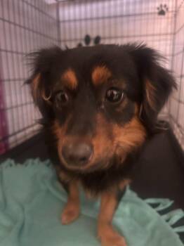 Mixed Breed Dogs Available for Adoption in Russellville, Kentucky - Booger | PetCurious