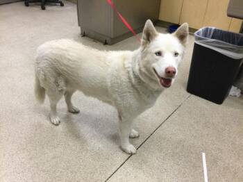 Rescue German Shepherd Dog Dogs for Adoption in Riverside, California - VANILLA | PetCurious