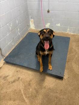 NOVA -  German Shepherd Dog Dog for Adoption in Woodland, California - NOVA | PetCurious