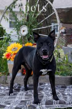 DK- King -  Shepherd and Mixed Breed Dog for Adoption in Warrenton, Missouri - DK- King | PetCurious