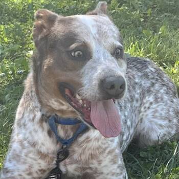 Freckles -  Australian Cattle Dog Blue Heeler Dog for Adoption in Grayslake, Illinois - Freckles | PetCurious