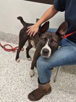 Rescue Pit Bull Terrier and Mixed Breed Dogs for Adoption in Atlanta, Georgia - Syren | PetCurious