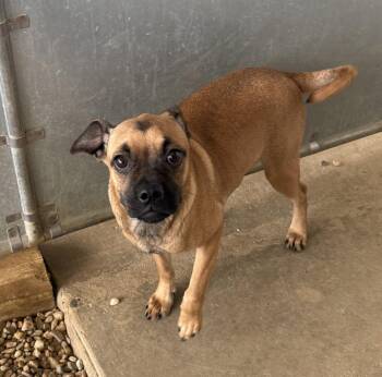 Chihuahua and Pug Dogs Available for Adoption in Sterling, Massachusetts - Shaky 5 Months Female AVAILABLE 4/29 | PetCurious