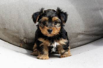 Duchess -  Yorkshire Terrier Dog for Adoption in Monroe, North Carolina - Duchess | PetCurious