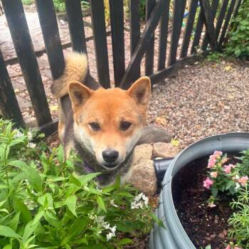 Akina -  Shiba Inu and Mixed Breed Dog for Adoption in Dekalb, Illinois - Akina | PetCurious