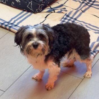 Denver -  Shih Tzu and Lhasa Apso Dog for Adoption in Newark, New Jersey - Denver | PetCurious